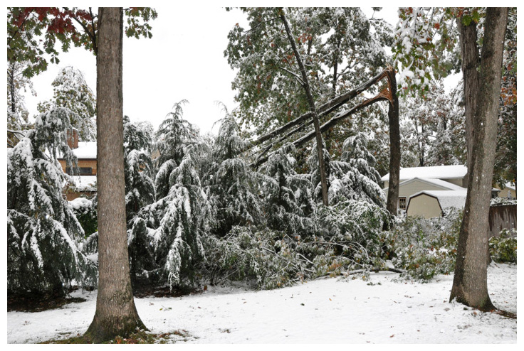 Winter Tree Services 1